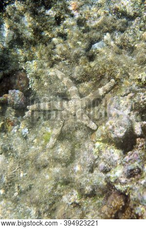 The Archaster Typicus Starfish In Togian Islands, Indonesia