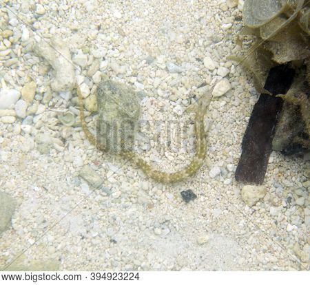 Syngnathus Acus Fish In The Sea Of Togian Islands