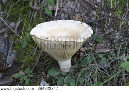 A View Of A Mushroom In The Wood Of Italy