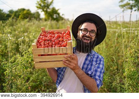 Happy Farmer Holding Harvested Eco Tomatoes Walking With A Full Crate On Hist Shoulder