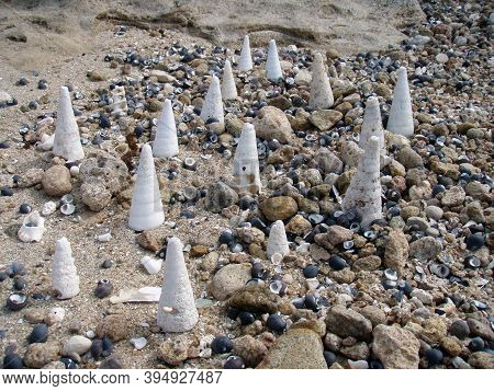Sea Shells At The Beach