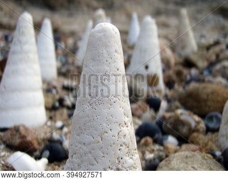 Sea Shells At The Beach