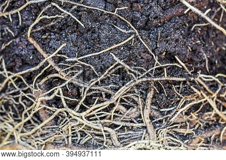 Soil And Root Structure, Network Of Roots Under Soil, Plant Root. The Root Of The Plant Is In The So
