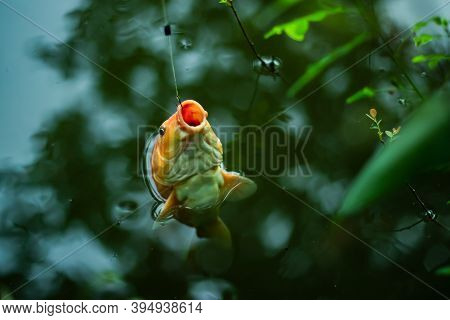 Nice Colorful Gold Fish Or Aromatic Ginger Or Minarcap Fish Cought In Hook