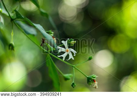 Nyctanthes Arbor-tristis, The Night-flowering Jasmine Or Shiuli