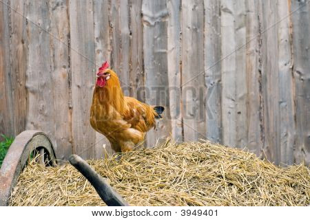 Gallo
