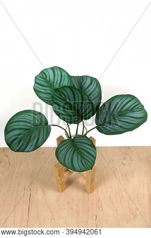 Flower with striped leaves. Calathea Orbifolia Peacock Plant on the table                