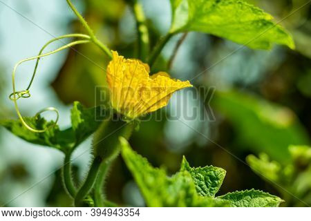 Yellow Ash Pumpkin Flower And Green Vegetable Or Winter Melon Or Tallow Gourd