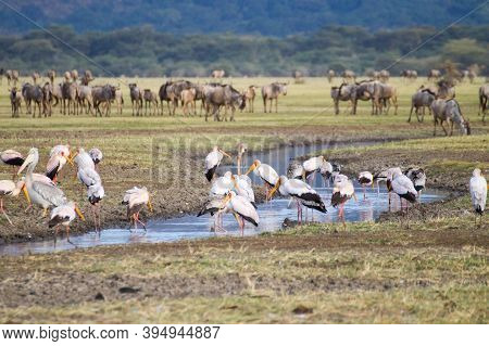 Wildebeest Herd With Birds In Foreground, Lake Manyara, Tanzania. African Safari. Africa