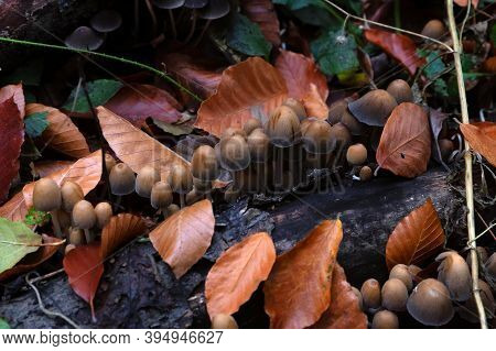 Close Up Of Coprinellus Micaceus Or Fungus Mushroom