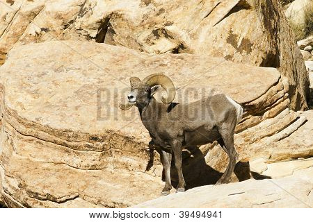 Ørkenen bighornfår, Ovis canadensis nelsoni, på en canyon overser