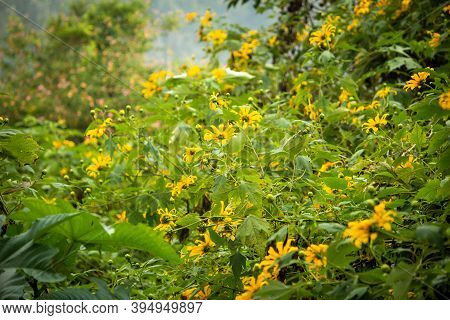 Beautiful Yellow Flowers (known As Melampodium) Belonging To Sun Flower Family.
