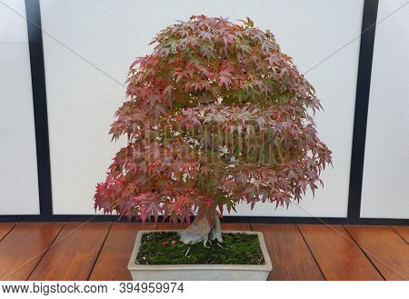 A Japanese Maple Bonsai Tree Changing Colors Of Its Leaves In The Fall