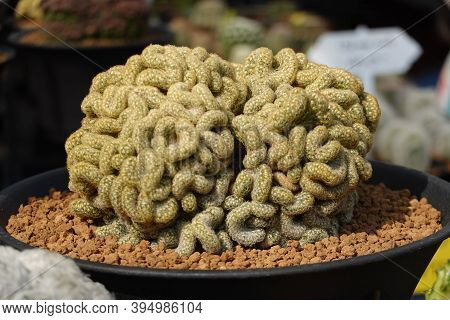 The Brain Cactus (mammillaria Elongata Cristata) Is A Cactus Shaped Like A Brains In A Pot.  Closeup