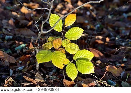Autumn Coloration Of Young Tree Leaves In A Palette Of Warm Colors, North Moravia, Czech Republic