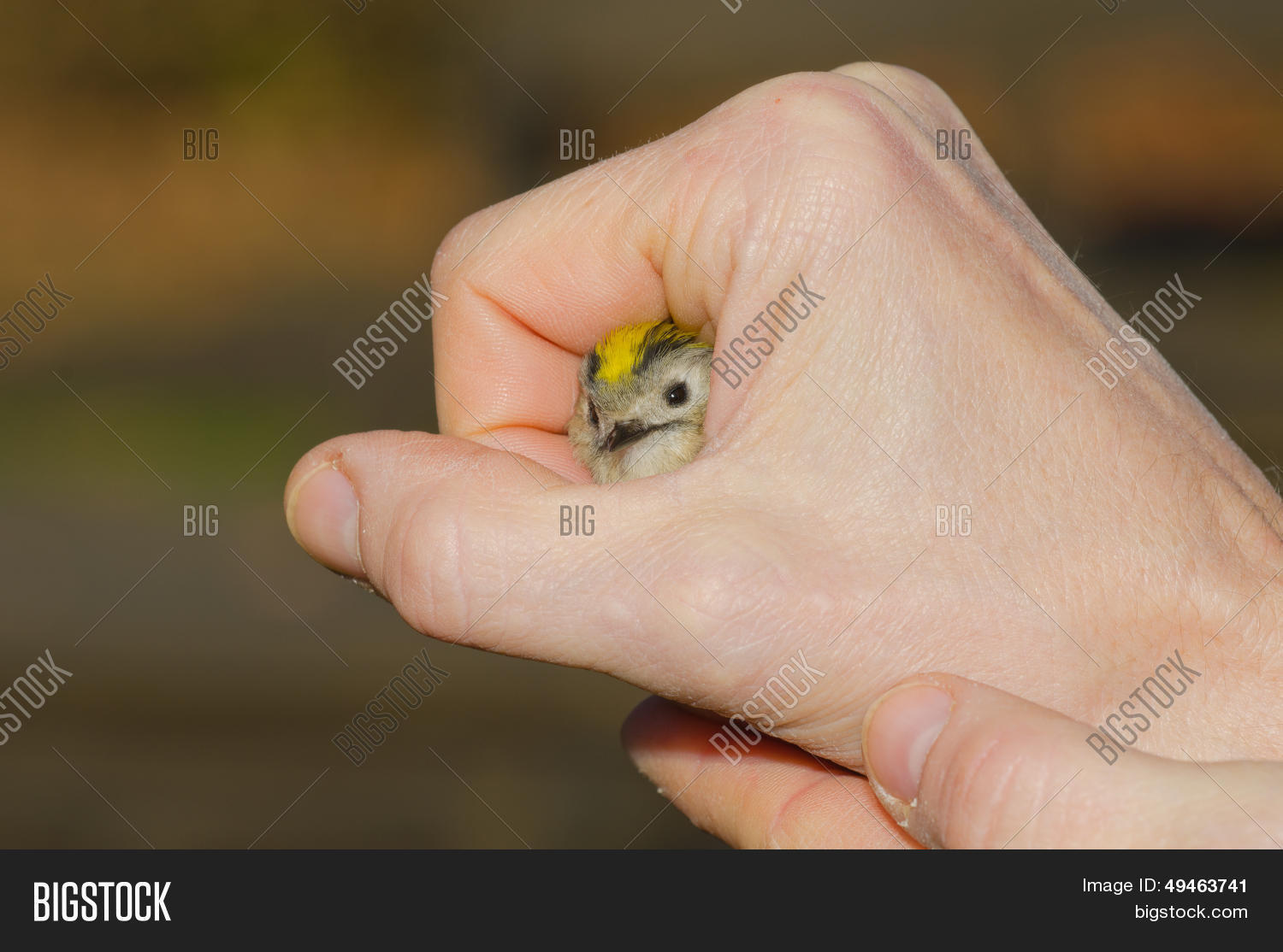 Image Preview