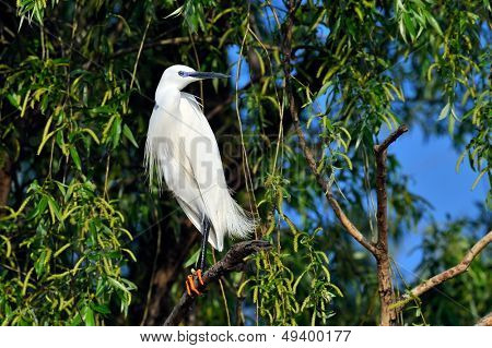 egret with breeding plumage (egretta garzetta)
