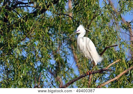 egret in breeding plumage (egretta garzetta)