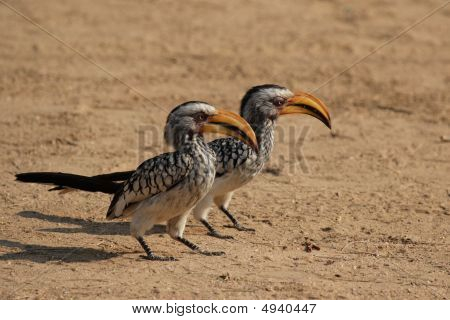 To Southern Yellow-billed næsehornsfugle (tockus Leucomelas)