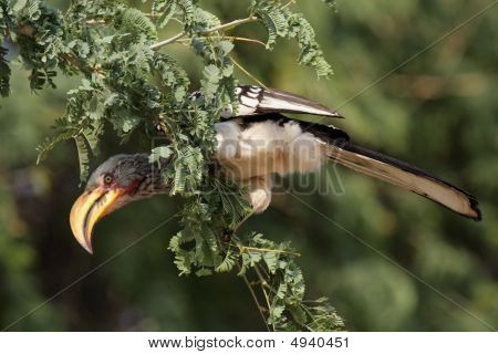 Sydlige Yellow-billed Hornbill (tockus Leucomelas)