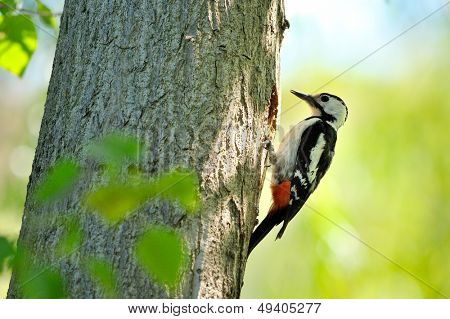 นกหัวขวาน (Picoides Pubescens)