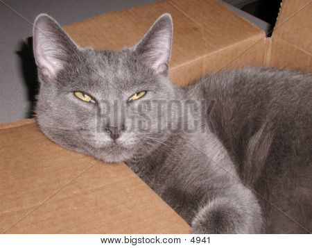 Macska-in-the-Box