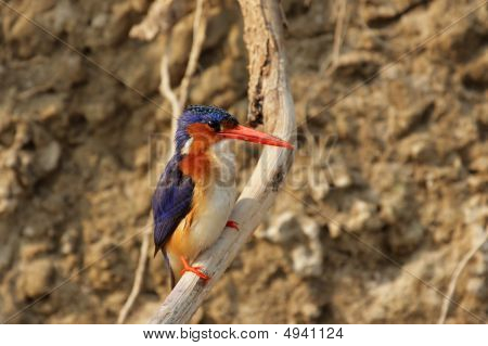 Malachite Martin pescatore (alcedo Cristata)