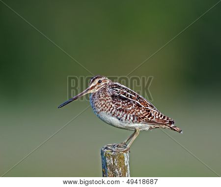 Common Snipe (Gallinago gallinago)