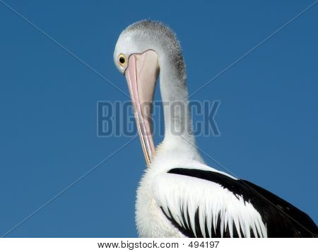 Toelettatura