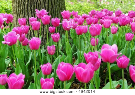Tulipaner