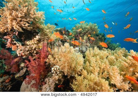 Oceano, corallo e pesce