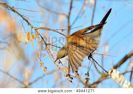 pamukçuk şube kış (Turdus burnu) üzerinde