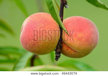 Peaches