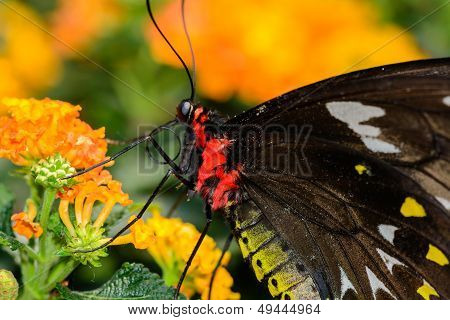 Cairns Birdwing Butterfly