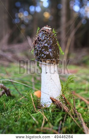 Common Stinkhorn Mushroom