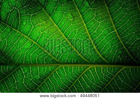 texture of leaf