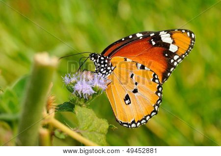 Kelebek çiçek (danaus (anosia) chrysippus) açık