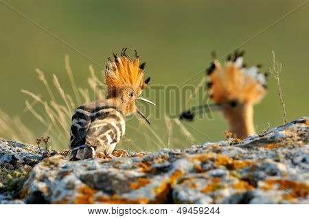 hoopoe birds in natural habitat (upupa epops)