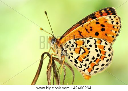 motyl w naturalnym środowisku (melitaea aethera)