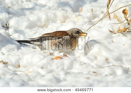 ardıç (Turdus burnu) Kışın açık