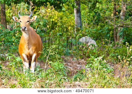 Banteng Bull