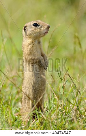 Prairie hond op veld in de zomer