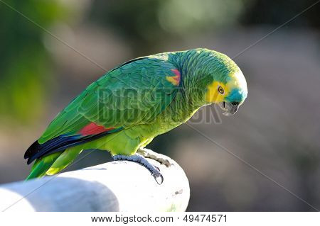 블루 면 아마존 (Amazona aestiva xanthopteryx)
