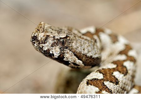vipère de grand-duc (vipera ammodytes)