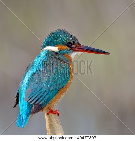 Guarda-rios (alcedo atthis)