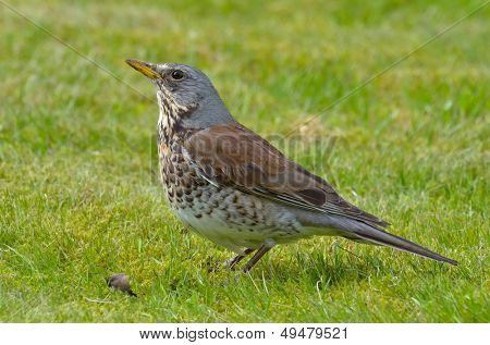  pamukçuk açık (Turdus burnu)