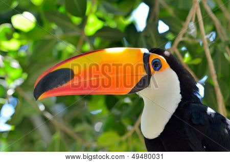  Tukan odkryty - Ramphastos sulphuratus