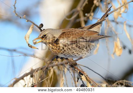 pamukçuk şube kış (Turdus burnu) üzerinde