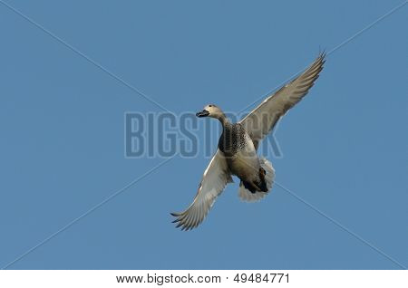 Stockente (Anas Strepera) fliegen