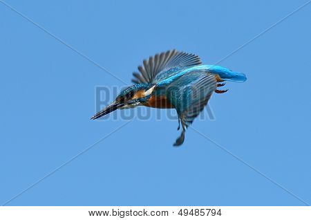 Martim-pescador em voo (alcedo atthis)